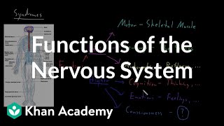 Functions of the nervous system  Organ Systems  MCAT  Khan Academy [upl. by Aikemet]