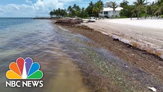 Sargassum seaweed taking over beaches in Florida Mexico and the Caribbean [upl. by Nylarad]