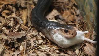 Toledo Zoo Coastal Taipan Feed Part 2 [upl. by Christis]