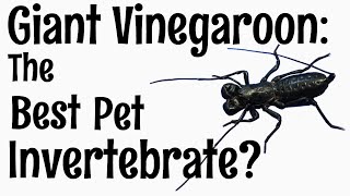 Vinegaroon The Best Pet Invertebrate [upl. by Haleemaj]