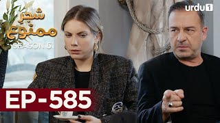 ShajareMamnu  Episode 585  Turkish Drama Forbidden Fruit  Urdu Dubbing  5 September 2023 [upl. by Hudis]