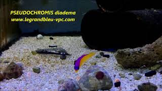 legrandbleuvpccom  PSEUDOCHROMIS diadema [upl. by Nared809]