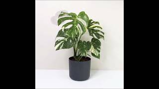 Monstera Thai Constellation Care tips [upl. by Acirred]