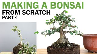 Making a Bonsai From Scratch  Yaupon Holly Part 4 [upl. by Kunz303]