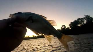 Macleay River Bass [upl. by Elocyn839]