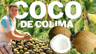 La Producción de Coco en Colima 🥥 🌴  México [upl. by Moira]