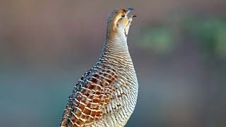 Grey francolin Francolinus pondicerianus sound Call and song [upl. by Ryley417]