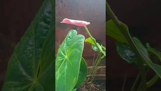 New trending house plant viralshort nature trending plant [upl. by Ettennat]