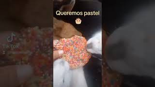 Queremos pastel animals conejo bunny rabbit mascotas pets humor cute cutebaby [upl. by Sofia]