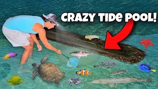 Exploring NEW TIDE POOL crazy finds [upl. by Settle]