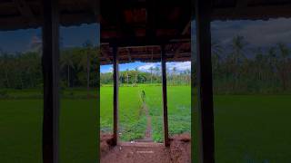 Greenery Of Kerala after Rain [upl. by Jimmie]