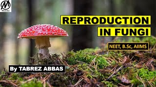 REPRODUCTION IN FUNGI  NEET AIIMS BSc MSc Entrance [upl. by Notsle]