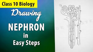 nephron diagram drawing in easy steps  Best technique to draw nephron Class 10 Science [upl. by Annitsirhc]