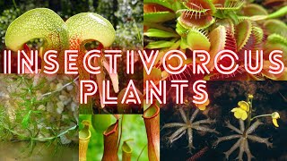 Insectivorous Carnivorous Plants  Carnivorous Plants  Some types of Insectivorous Plants [upl. by Jc]