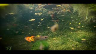 Guppy  Sushin Shyam  Vishnu Vijay  Shot on GoPro Hero 7 Black [upl. by Nnyletak]