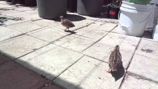 Coturnix Quail Chirping [upl. by Stover860]