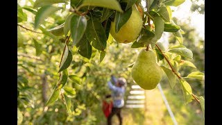 HandPicked The Story of Pears in the Pacific Northwest I USA Pears [upl. by Erodroeht]