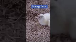 Aspergillosis in broiler farming fungusinfection chicken poultry india pakistan africa russia [upl. by Aihseyn]