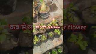 सर्दियों के flower plant wintercollection flowerplant winterplant yt shortfeed viral [upl. by Loredo]