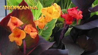 Landscaping Ideas with Tropicanna® cannas [upl. by Cam]