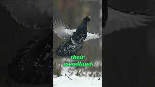 Capercaillie in Action The Forests Majestic Bird 🦃🌲 shotrs birds [upl. by Jecon247]