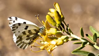 Bladderpod Lacy Phacelia Cluster  Inland Native Garden  Ep14 [upl. by Mure]