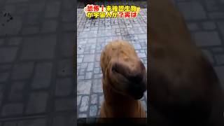 恐怖！未確認生物、宇宙人現る？Scary Unidentified creatures or aliens appearalianshorts宇宙人dog 犬 [upl. by Evelinn345]