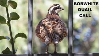 Male Northern Bobwhite Quail Call  Song  Sounds  Whistle  Found in California [upl. by Kelwen220]