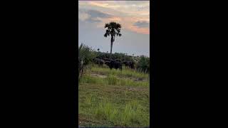 Adventure travel safari viralvideoExplore Explore [upl. by Adnamaa274]