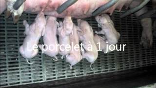 Lélevage du porc  MFR Verneil le Chetif [upl. by Ilehs]