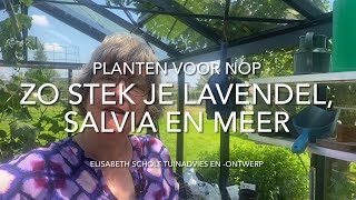 ZO STEK JE LAVENDEL SALVIA EN MEER [upl. by Senoj280]