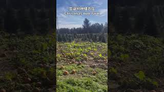 圣诞树农庄 Langley Christmas tree farm [upl. by Ahsinahs]