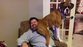 Funny BOXER DOGS Will Make You Laugh More Than You Think😂NEW Funny Dog Videos 2024 [upl. by Erait]