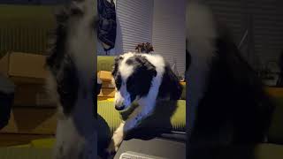 Jethro’s Guilty Stare Border Collie vs The Couch Fort  Playtime Break 4K UHD [upl. by Yirinec]