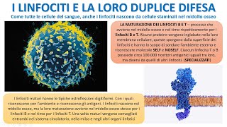 IL RUOLO DIFENSIVO DEL SISTEMA LINFATICO [upl. by Kowtko]