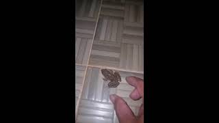 🤏🐸Boing Boing web catching frogs🤏🐸flying amp Jumping Part 5 frog foryou funny catching fun [upl. by Queri113]