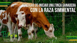 Ventajas de Iniciar una Finca Ganadera con la Raza Simmental  TvAgro por Juan Gonzalo Angel [upl. by Anilrahc859]