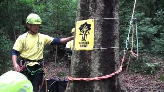 Japanese 2012 Tree Climbing Champion Ujian being coached by Dr John Gathright and Friends [upl. by Eussoj]