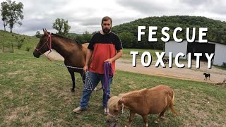 Why We Dont Allow Our Pregnant Horses On Pasture  FESCUE TOXICITY [upl. by Akined401]