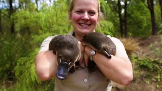 Healesville Sanctuary Wade  Healesville Sanctuary Platypus Encounter  Experience Oz [upl. by Latsyrhc]