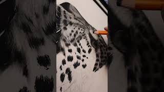 realistic leopard drawing from start to finish realisticdrawing pencildrawing pencilart drawing [upl. by Yajiv270]