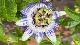 Blaue Passionsblume Passiflora caerulea [upl. by Conal]