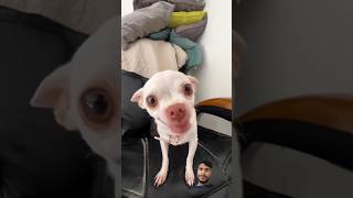 Kuchu kuchu funny angry puppy 🐶🐶 entertainment [upl. by Litch]