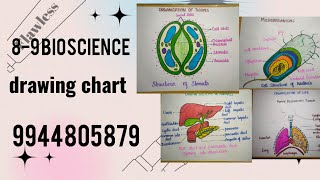 89 Bioscience drawing chart [upl. by Eimmit]