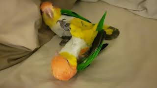 4 year old White Bellied Caique Parrots [upl. by Ahseym]