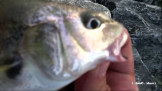 Juvenile Atlantic Croaker Croaking [upl. by Kieffer453]