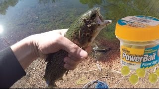 Pond Fishing for Trout with Powerbait CATCH AND COOK Dover DE [upl. by Llerdnek]