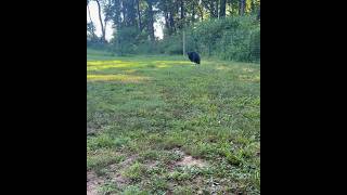 German Shepherd Dog Retrieval Training dog germanshepherd youtubeshorts [upl. by Oirelav501]