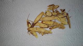 Licorice root tea adrenal gland help [upl. by Oigres177]