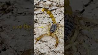 Cool Facts about Scorpion 🦂🤯 wildlife facts animals Scorpion [upl. by Honan]